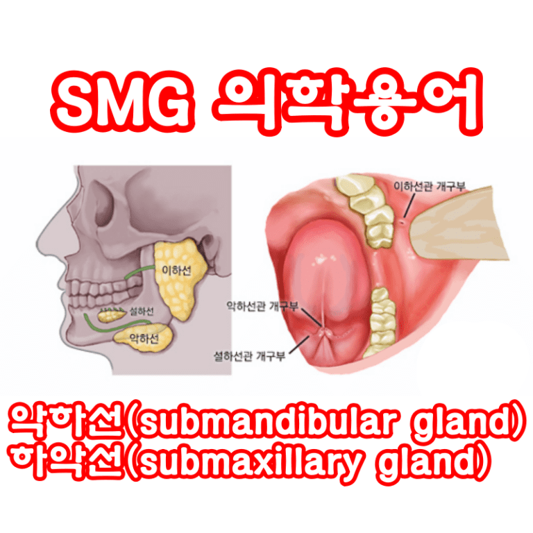 SMG 의학용어 악하선 하악선